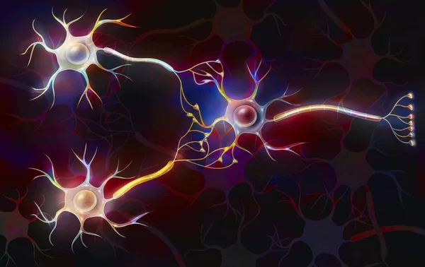 Three Neurons Connected Signify Transmission Nerve Impulses — Stock Photo, Image