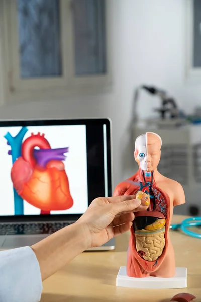Anatomical Mannequin Teaching Human Organs — Stock Fotó