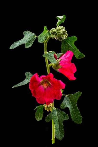 Hollyhock Alcea Rosea Branch Red Flower Black Background Cutout — 图库照片