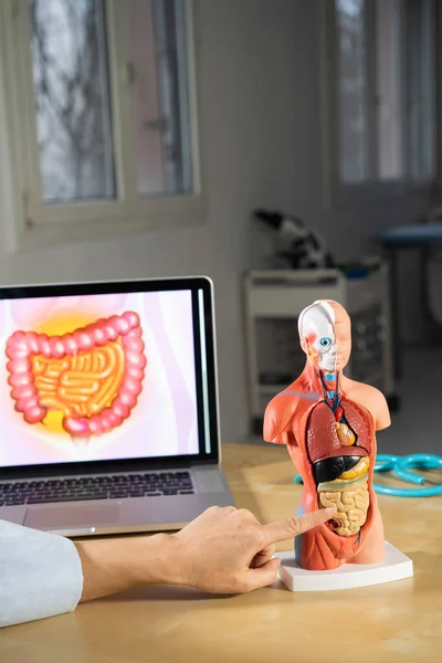 Anatomical Mannequin Teaching Human Organs — Stock fotografie