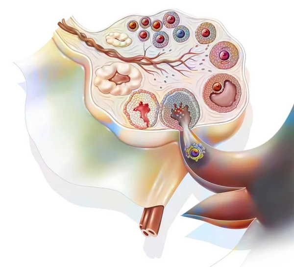 Section Ovary Showing Ovarian Cycle — Foto Stock