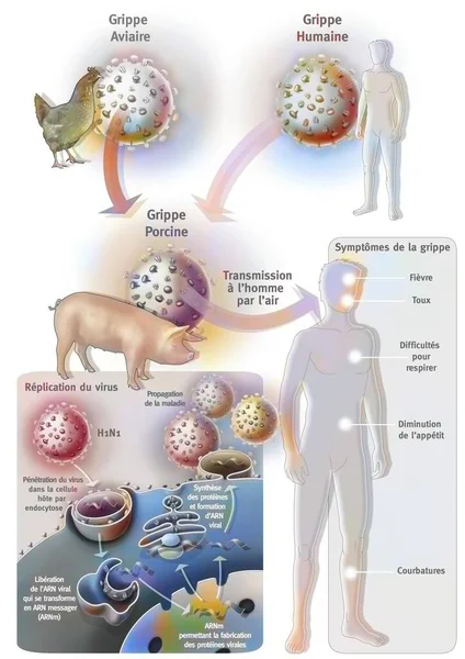 The suspected origin of swine flu or influenza A.