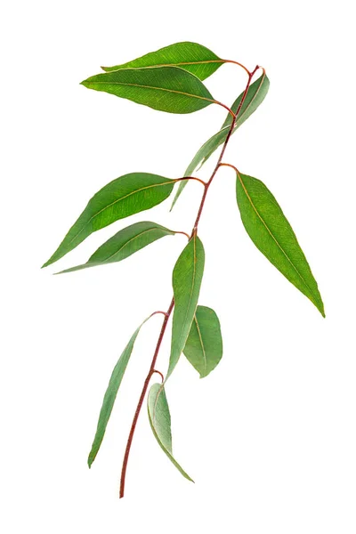 Eucalyptus Branch Isolated White Background — Stock Photo, Image