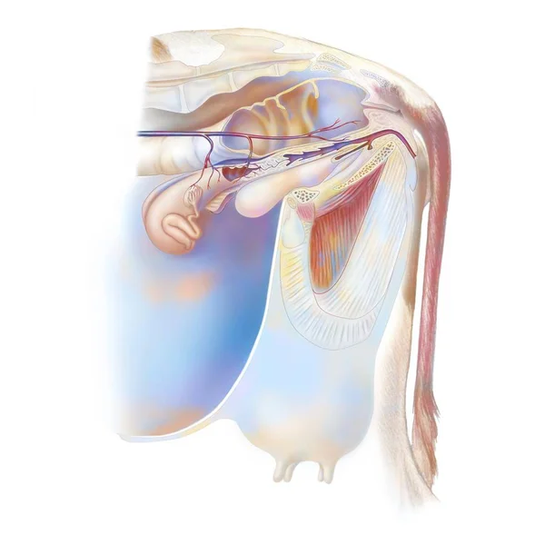 Cow Reproductive System Anatomy Vagina Bladder — Foto Stock