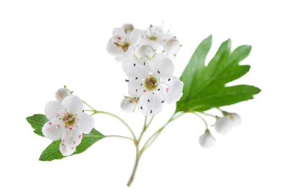 Hawthorn Ramo Com Flores Fundo Branco — Fotografia de Stock