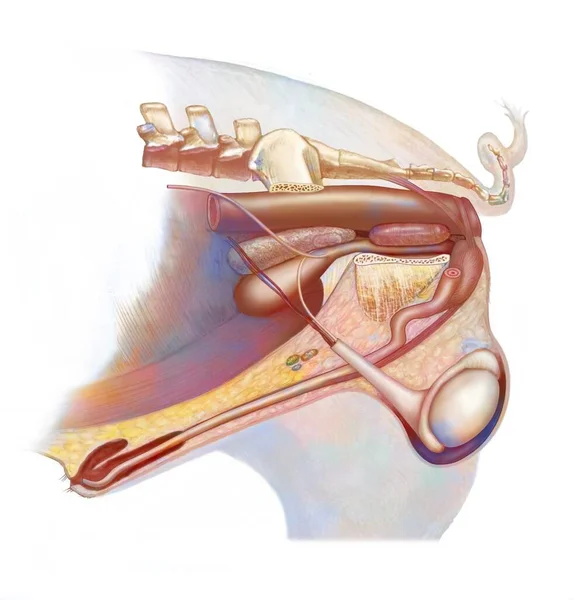 Anatomy Reproductive System Male Pig — Stok fotoğraf