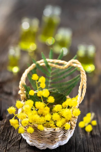 Branch Mimosa Basket Blue Rustic Background — Stock Photo, Image