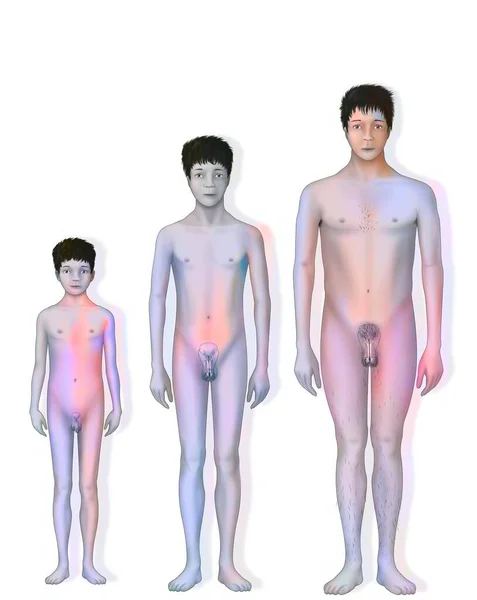 Evolution Genitals Puberty Men — Foto de Stock