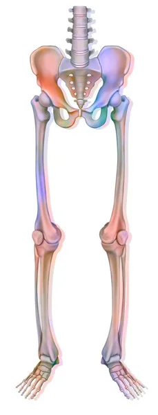 Bone System Lower Limb Skeleton Femur Tibia — Fotografia de Stock