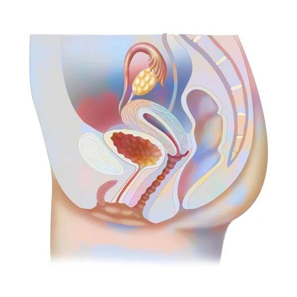 Anatomy Female Reproductive System Uterus Vagina Ovary — Foto Stock