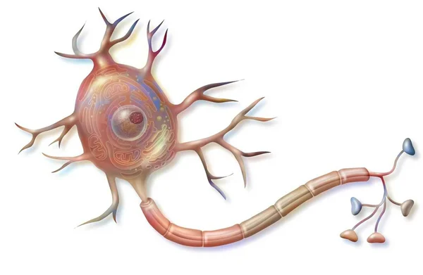 Нервова Клітина Нейрон Показує Аксон Дендрити Тіло Клітини — стокове фото