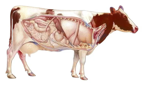 Анатомія Корови Показує Легені Травну Систему — стокове фото