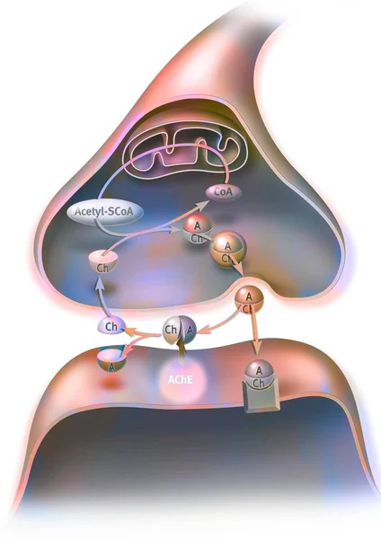 Cholinergic Synapse Nerve Impulse Transmitted Two Neurons Thanks Acetylcholine — Fotografia de Stock