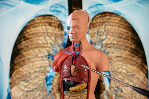 Anatomical Mannequin Teaching Human Organs — 图库照片