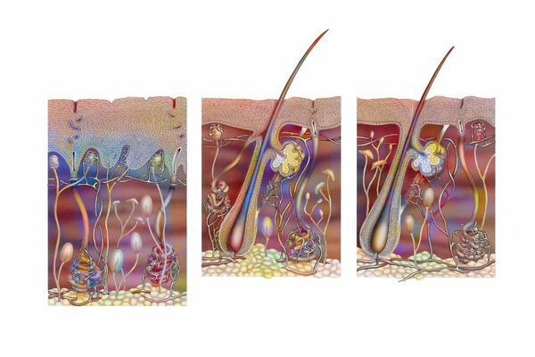 Порез кожи ладони, подмышки и остальной части тела.