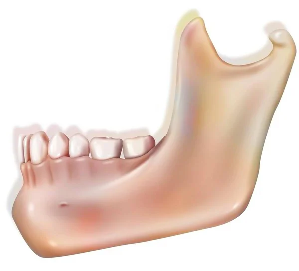 Human Lower Jaw Mandible Profile — 图库照片