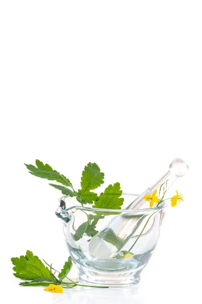 Close Flowering Celandine Stem Glass Mortar Isolated White Background — Stock Photo, Image