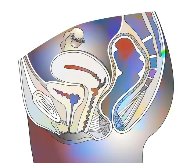 Section Female Genitalia Vagina Uterus Ovaries — Stok Foto