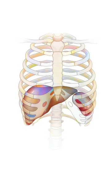 Thorax Rib Cage Ribs Sternum Liver Spleen — Fotografia de Stock