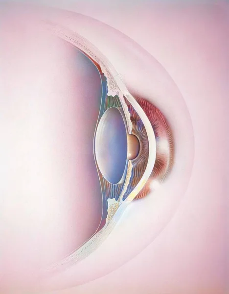 Cross-section of an eye showing crystalline, anterior chamber. .