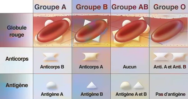 Table Different Blood Groups Antibodies Antigens —  Fotos de Stock
