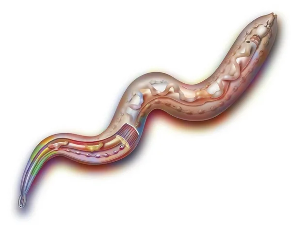 Anatomy Smooth Worm Triploblastic Metazoan Consisting Anus Digestive Tract —  Fotos de Stock