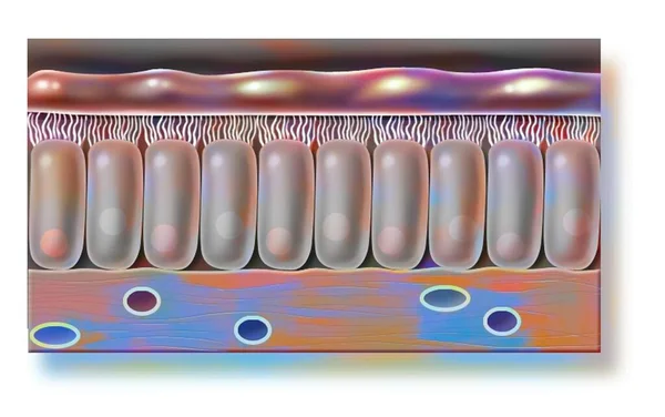 Bronchial Mucosa Chorion Ciliated Epithelial Cells — Foto Stock