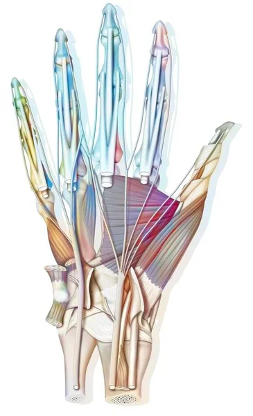 Anatomy Palm Hand Bones Muscle Tendons Nerves — Stok fotoğraf