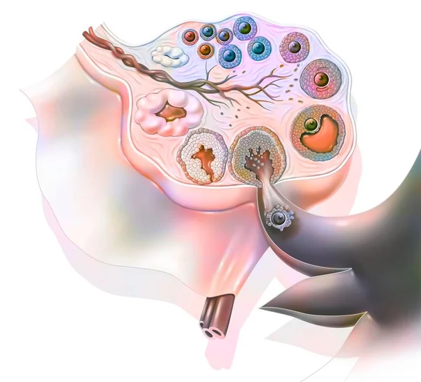 Section Ovary Showing Ovarian Cycle — ストック写真