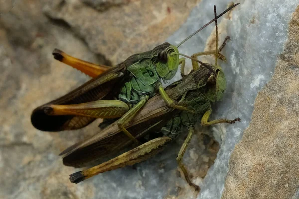 Grasshoppers Alps — Stockfoto