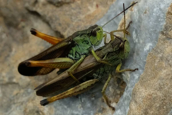 Grasshoppers Alps — 图库照片