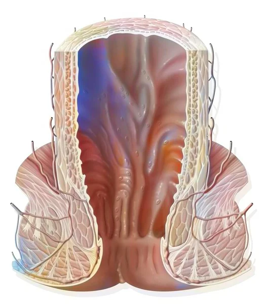 Rectum Frontal Section Consisting Rectal Bulb Anal Canal — Foto de Stock