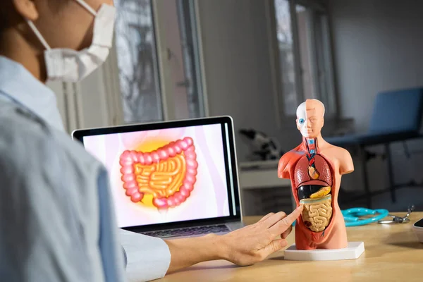 Anatomical Mannequin Teaching Human Organs — Stock Photo, Image