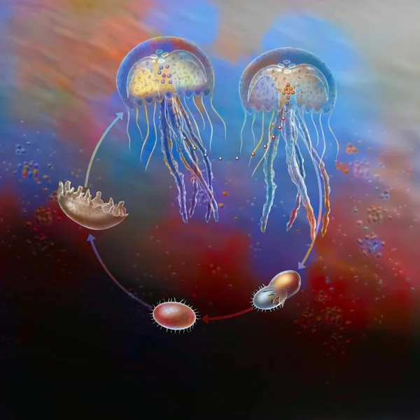 Life cycle of jellyfish (pelagia noctiluca) from fertilization to adulthood.