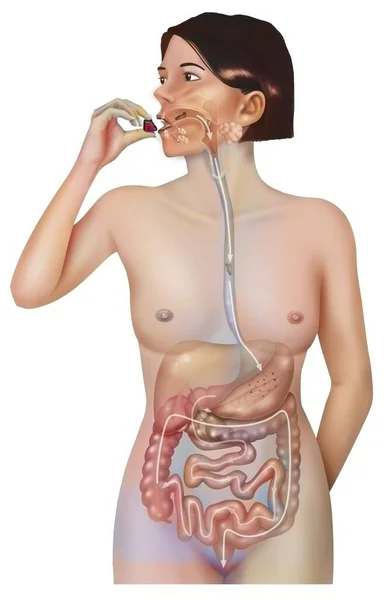 Path Food Woman Digestive System — Stock Photo, Image