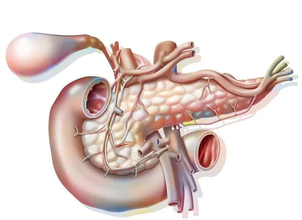 Vascularization Pancreas Anterior View Vesicle Common Bile Duct lizenzfreie Stockbilder