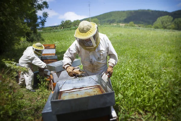 Beekeeper Collects Honey Collecting Upper Trays Hive — Stock Photo, Image