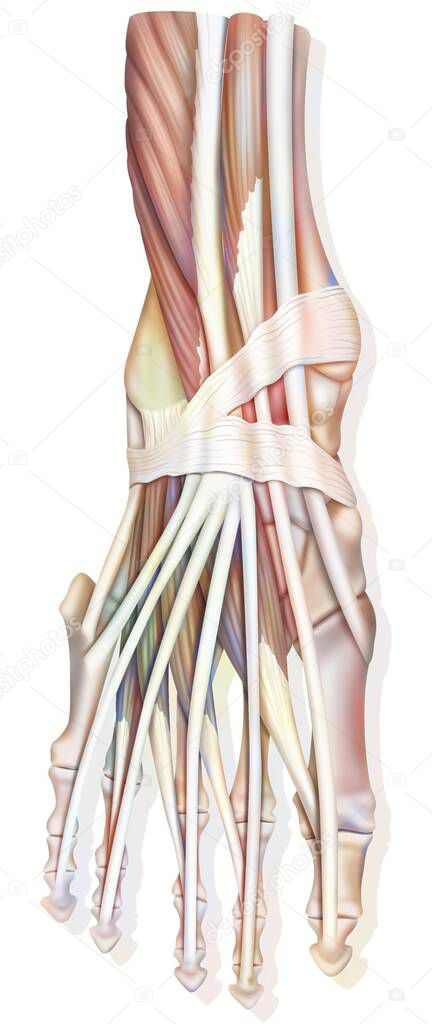 Ankle joint anatomy with muscles, tendons. .