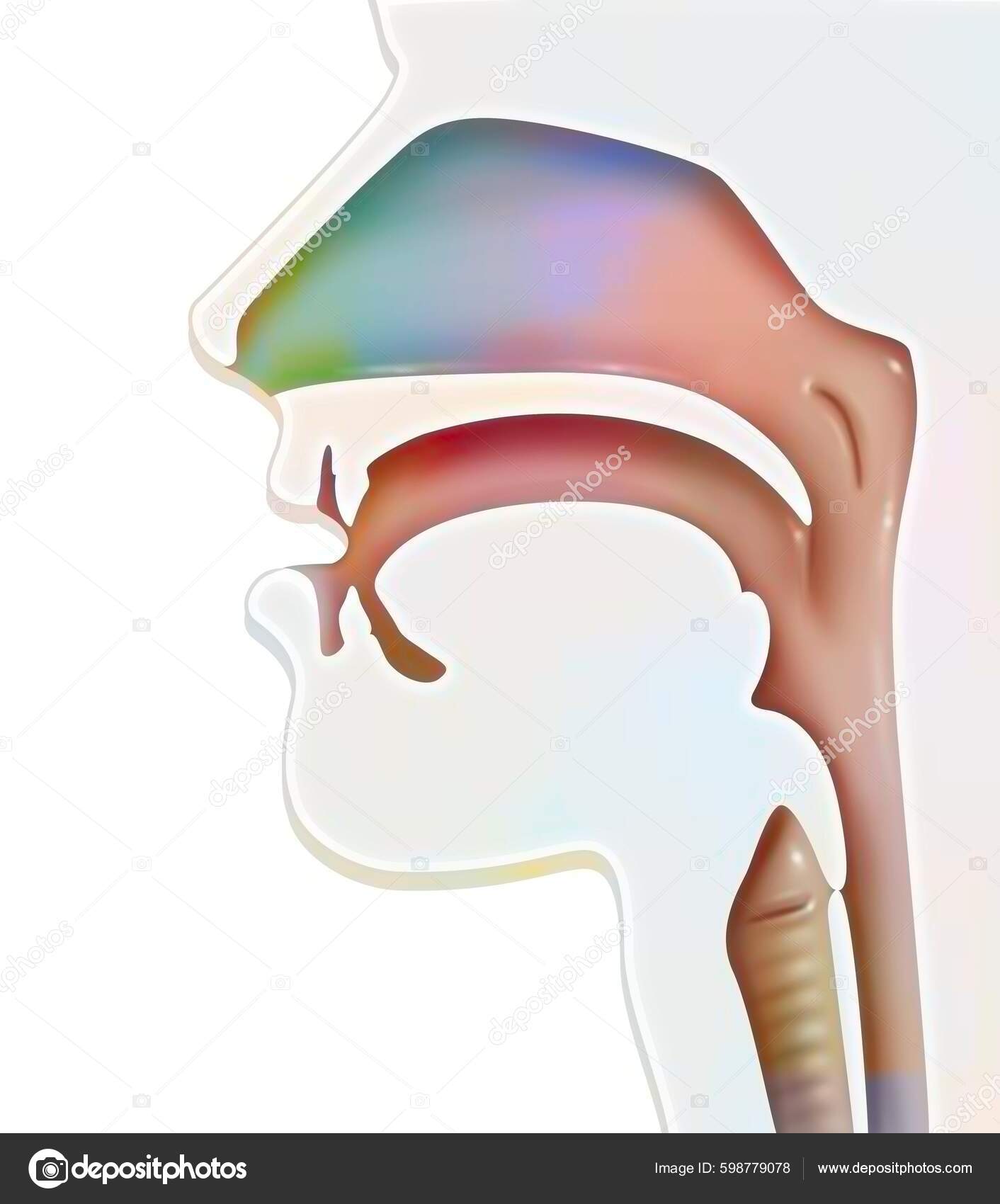 13 Fossa nasal Stock Illustrations | DepositPhotos, image size:1412x1700