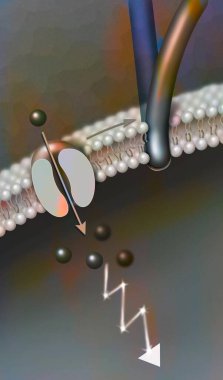 Tactile receptor associated with a hair follicle: the movement of the hair causes the opening of the receptor-channel.