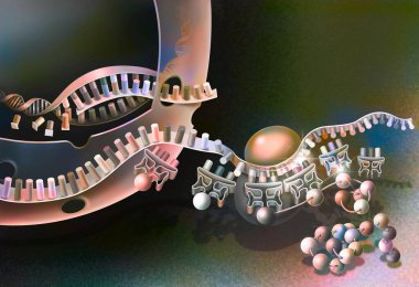 Transcription of DNA into messenger RNA and its translation.