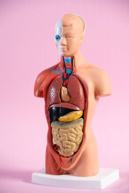 Anatomical mannequin for teaching human organs