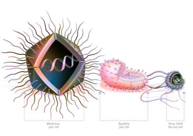 Comparison of the size of Mimivirus with bacteria and virus.