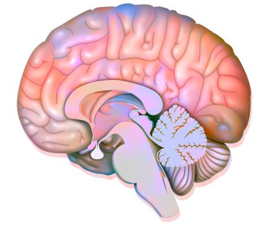 Mid sagittal section of the human brain showing the hypothalamus. . clipart