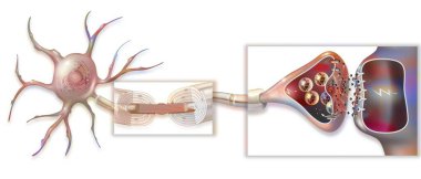 Transmission of nerve impulses with a zoom on the myelin sheath, Ranvier's node and the synapse.