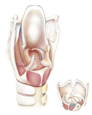 Posterior view of the larynx and vocal cords (bones, muscles, cartilages).