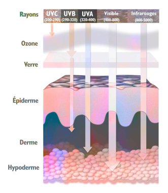 Penetration of certain solar rays into the skin.