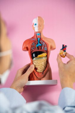 Anatomical mannequin for teaching human organs