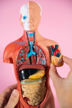 Anatomical mannequin for teaching human organs