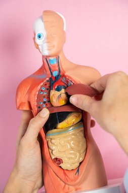 Anatomical mannequin for teaching human organs